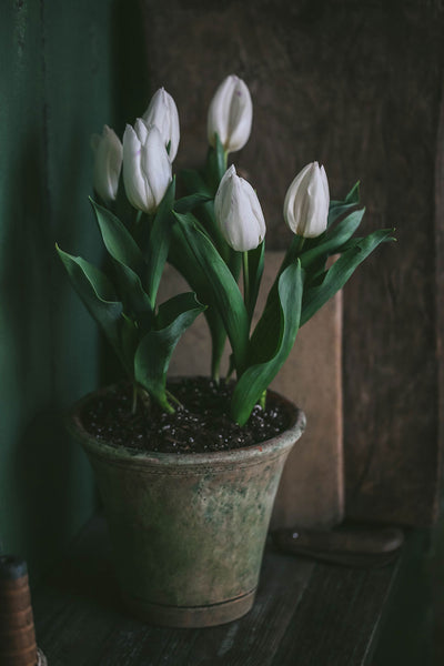 Aged Terracotta Planter