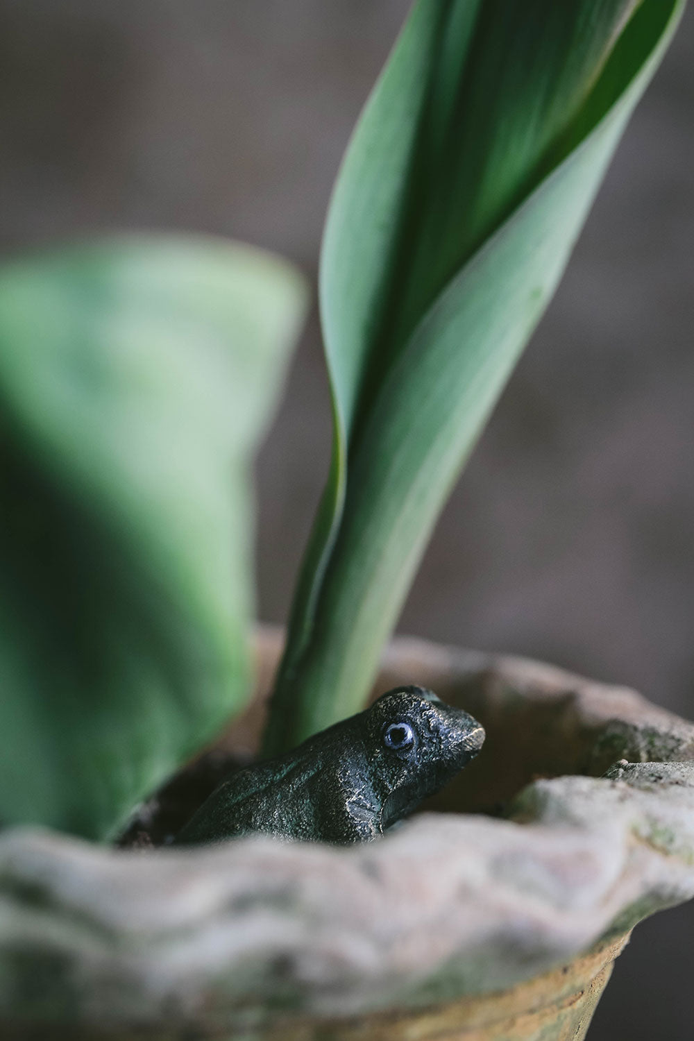 Mini Cast Bronze Plant Frog