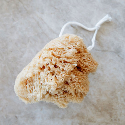 Large Hanging Natural Sea Sponge